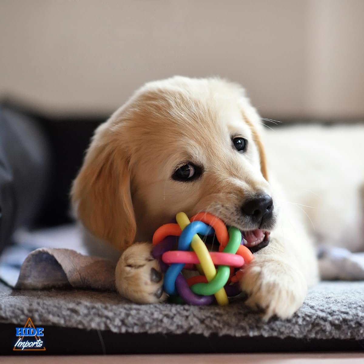 Kit de Brinquedos para Cachorro Petyc com 10 unidades coloridas.