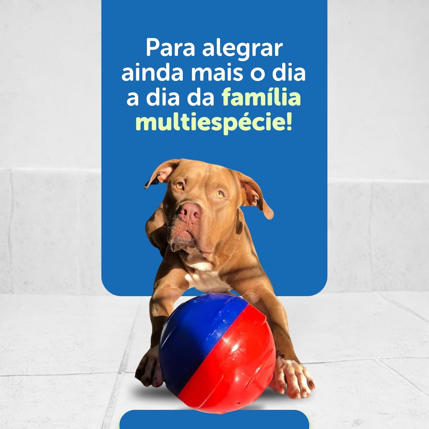 Brinquedo Pet Games Pet Ball azul e vermelho com abertura para petiscos e ração.